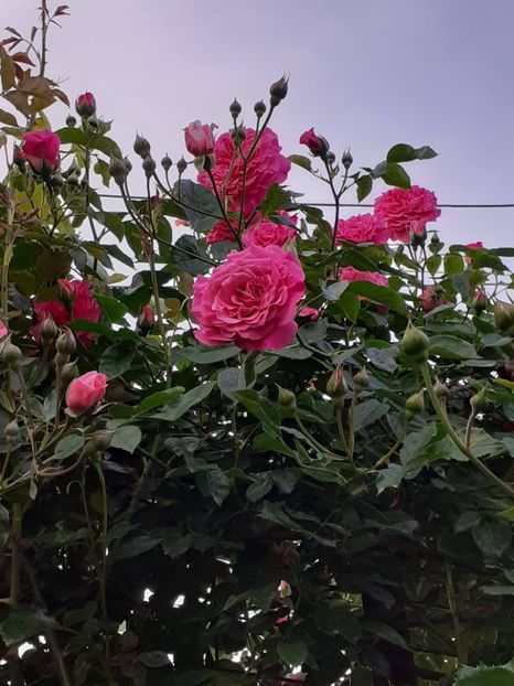  - Heillige Elisabeth 2024 _ 2025