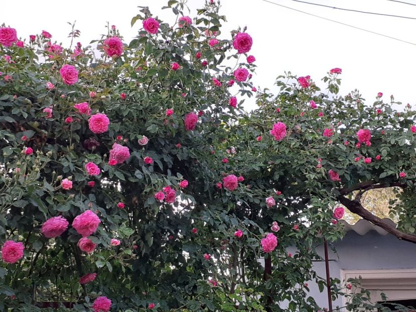  - Heillige Elisabeth 2024 _ 2025