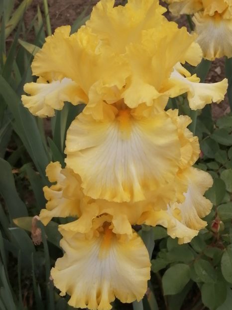  - 2024- Iriși înalți