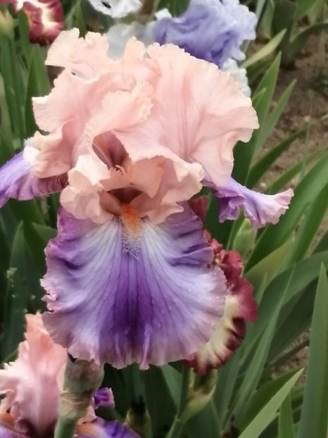  - 2024- Iriși înalți