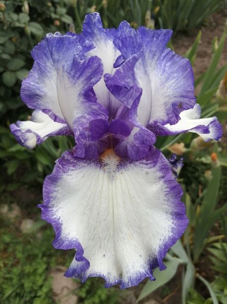  - 2024- Iriși înalți