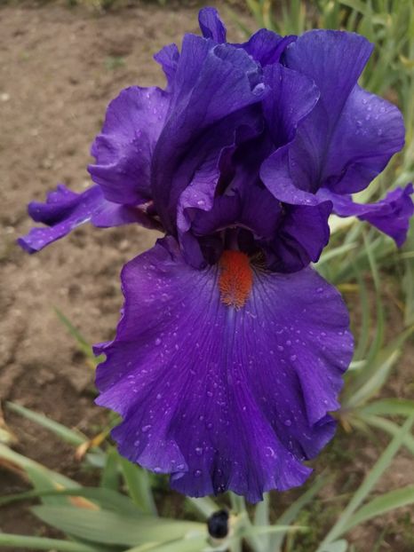  - 2024- Iriși înalți