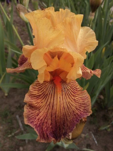  - 2024- Iriși înalți