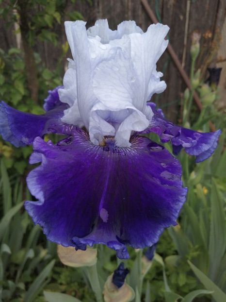  - 2024- Iriși înalți