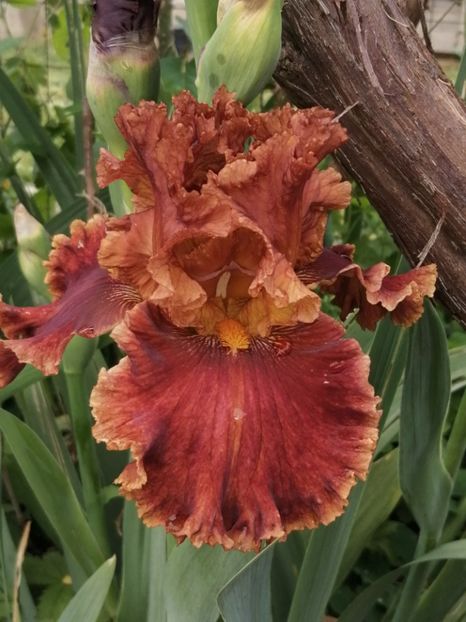  - 2024- Iriși înalți