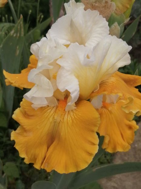  - 2024- Iriși înalți