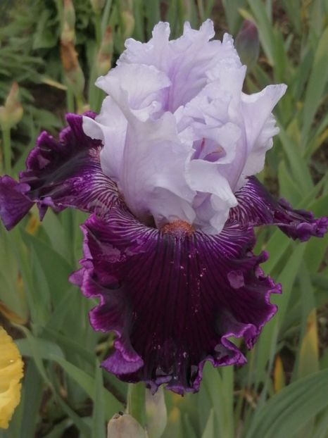  - 2024- Iriși înalți