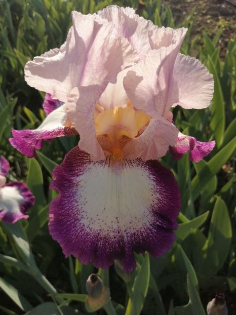  - 2024- Iriși înalți