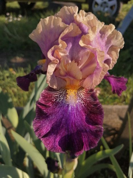  - 2024- Iriși înalți