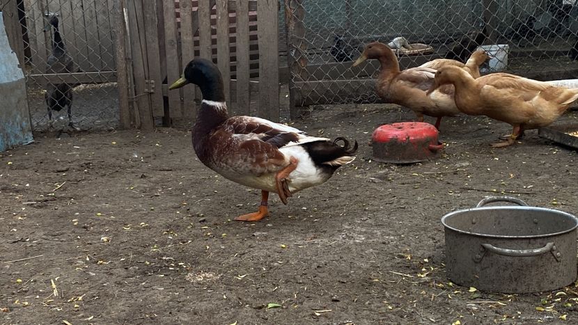 724D042F-E90F-4635-85FB-CBFC24D57B1B - Rațe Welsh-Harlequine