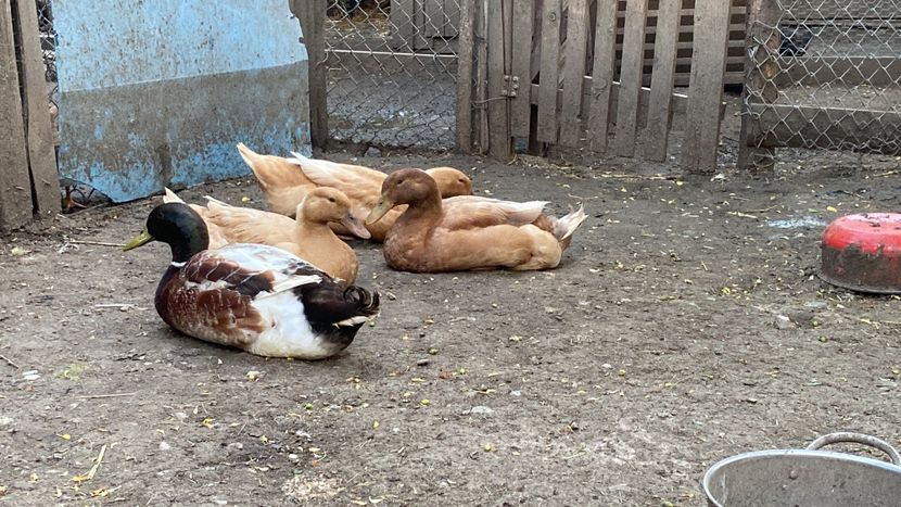 06C18A18-3DF0-417C-959E-592361BF7FCC - Rate Orpington