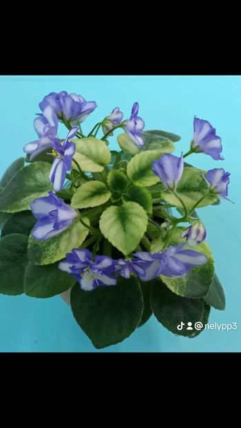 watermark-5790647a97797c5f10525823e8b31b5d_0 - Violete din semințe 9