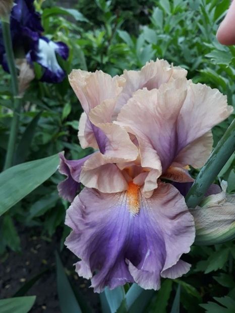 Photogenic - irisi rezervati