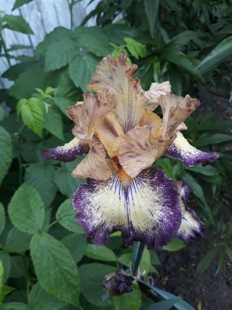 Tennese Gentelman - irisi rezervati