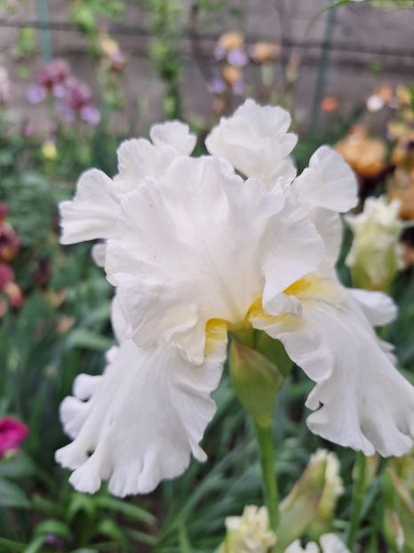 alb - irisi rezervati