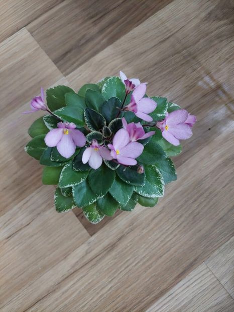  - N-Chudesa v Reshete