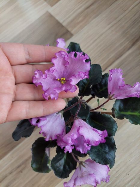  - NK-Imperatorskiy Sad