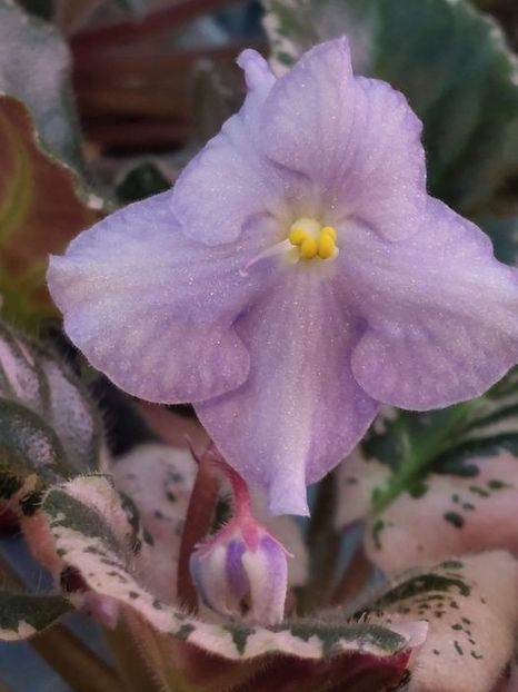  - Dean s Silver Veil