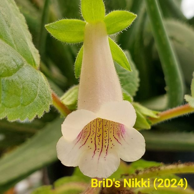 Img-2024.05.06 - Sinningia din semințe hibrizi Dna Dietze 2024