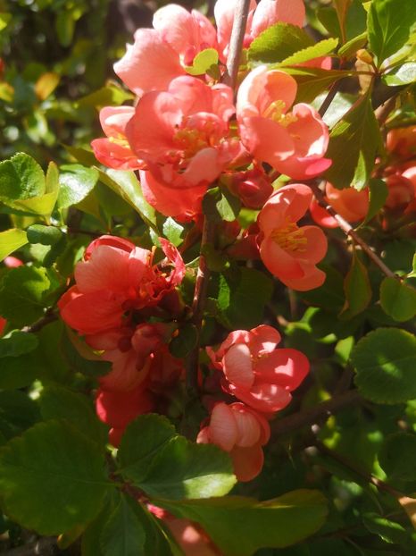 gutui jap portocaliu - arbori ornamentali 2024