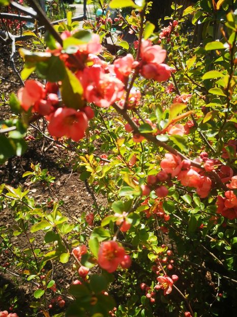  - arbori ornamentali 2024