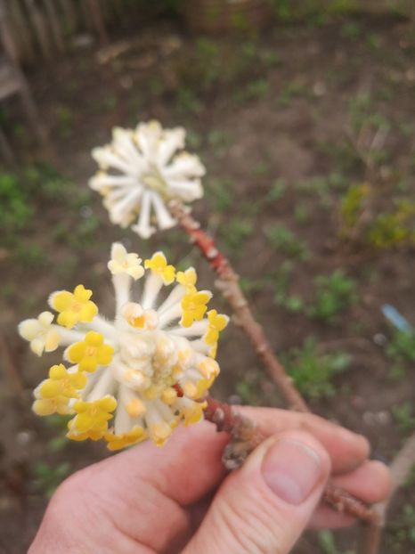  - arbori ornamentali 2024