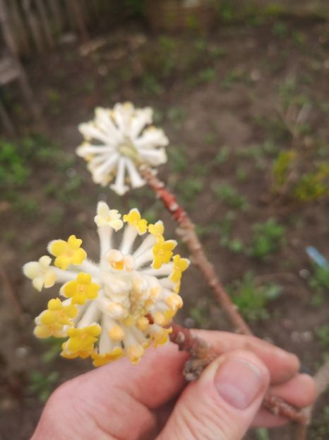  - arbori ornamentali 2024