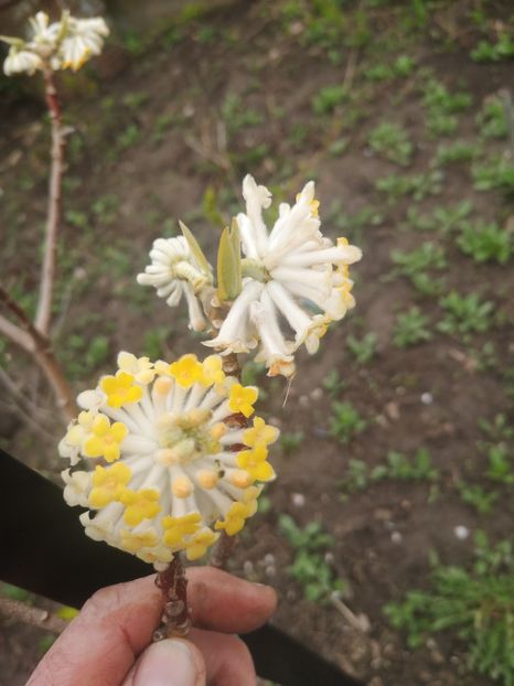  - arbori ornamentali 2024