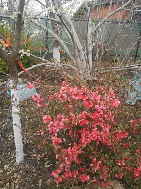  - arbori ornamentali 2024