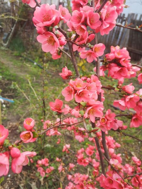  - arbori ornamentali 2024