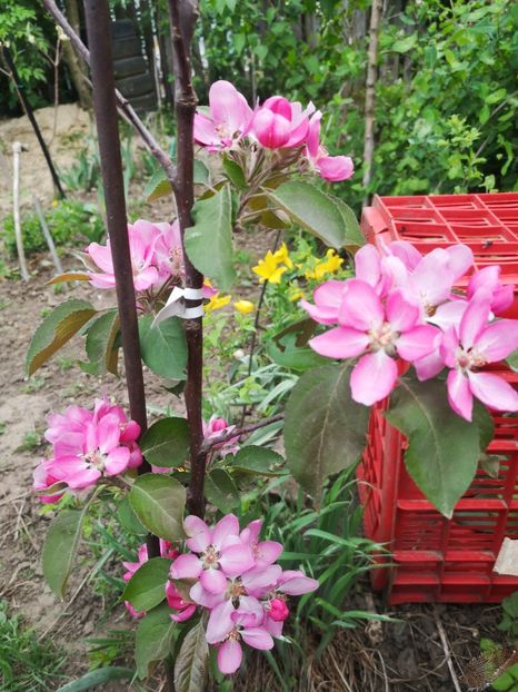  - arbori ornamentali 2024