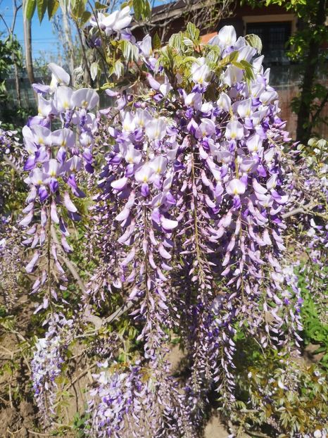  - arbori ornamentali 2024