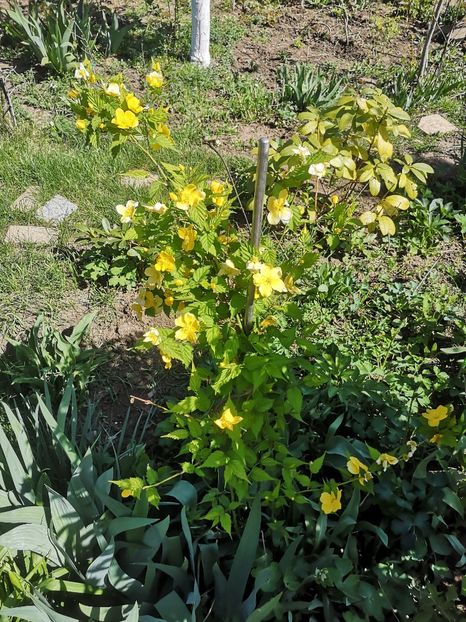  - arbori ornamentali 2024