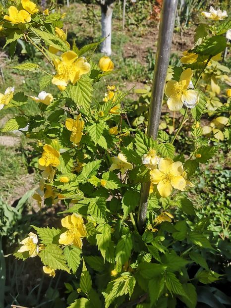  - arbori ornamentali 2024