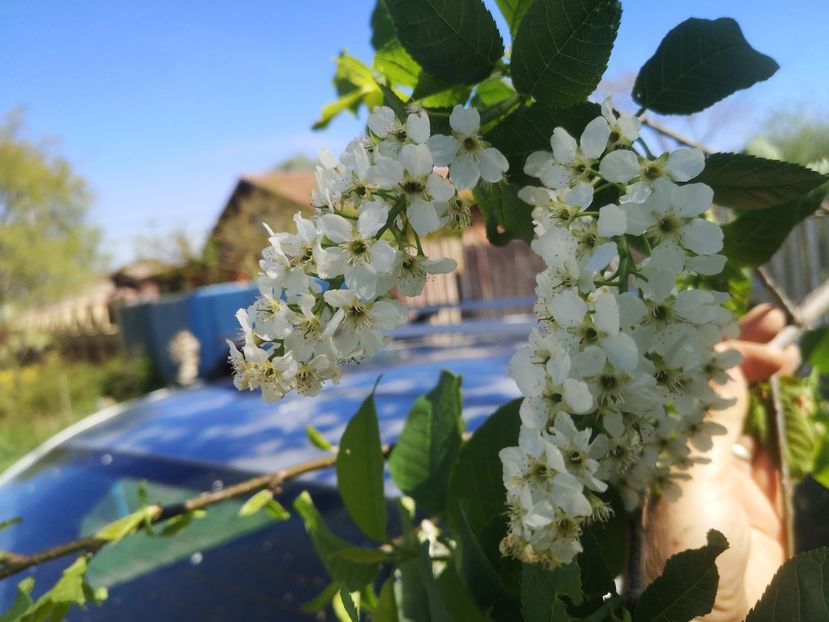  - arbori ornamentali 2024