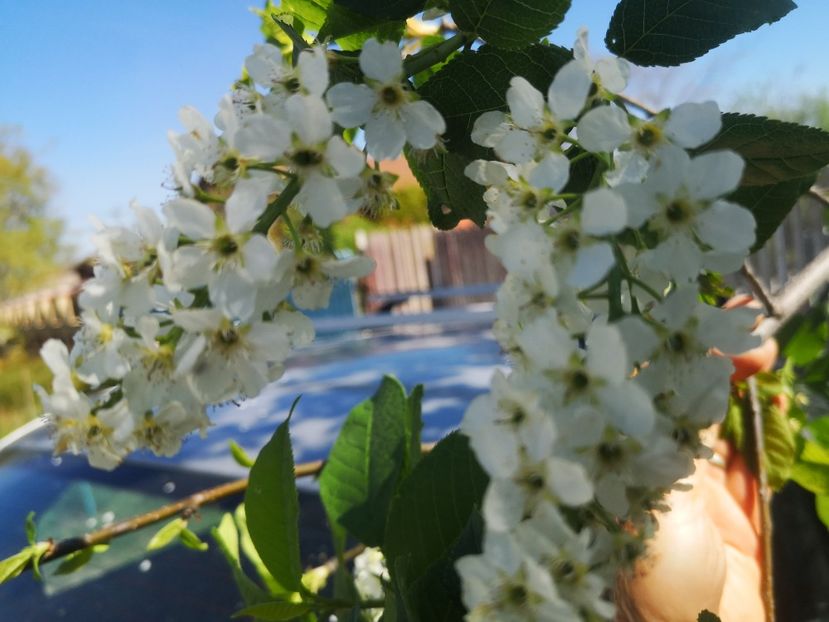 flori de malin - arbori ornamentali 2024