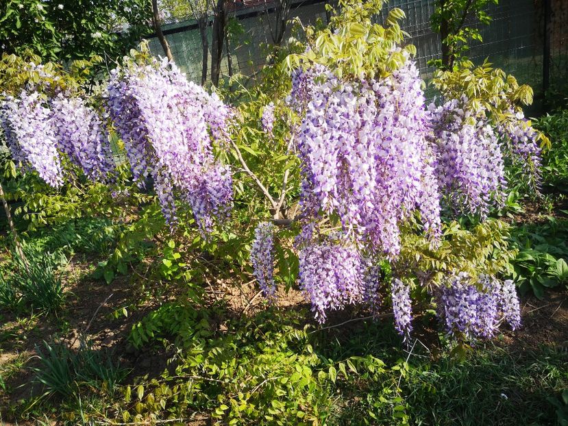  - arbori ornamentali 2024