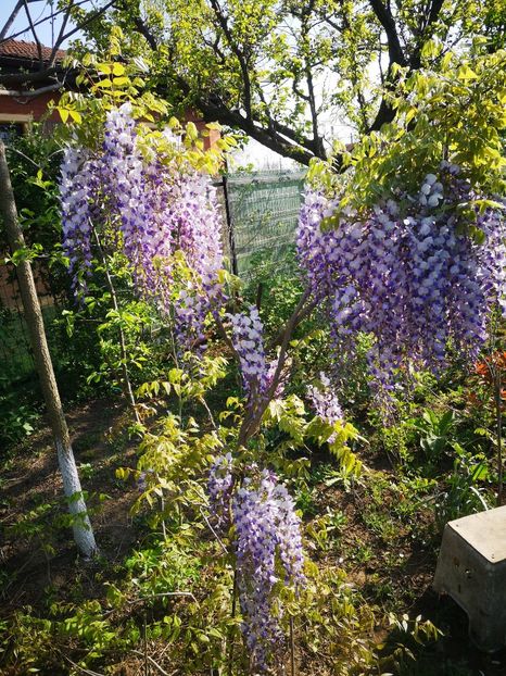  - arbori ornamentali 2024