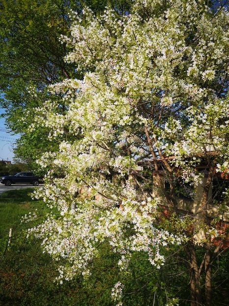  - arbori ornamentali 2024