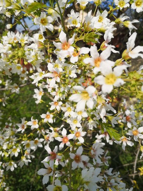  - arbori ornamentali 2024