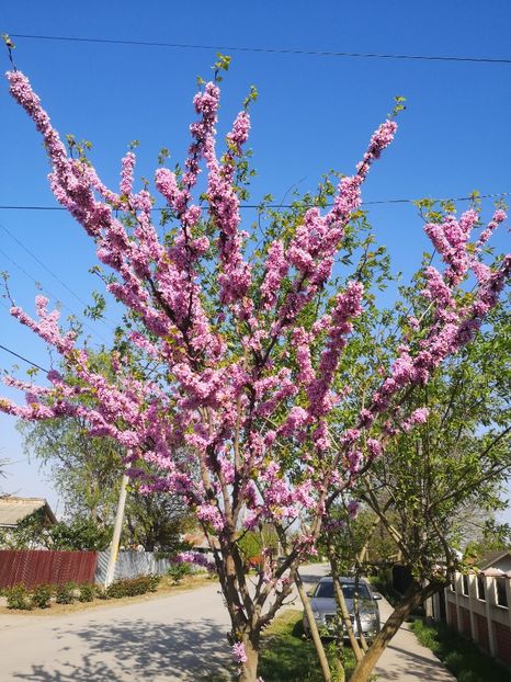  - arbori ornamentali 2024