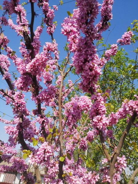  - arbori ornamentali 2024