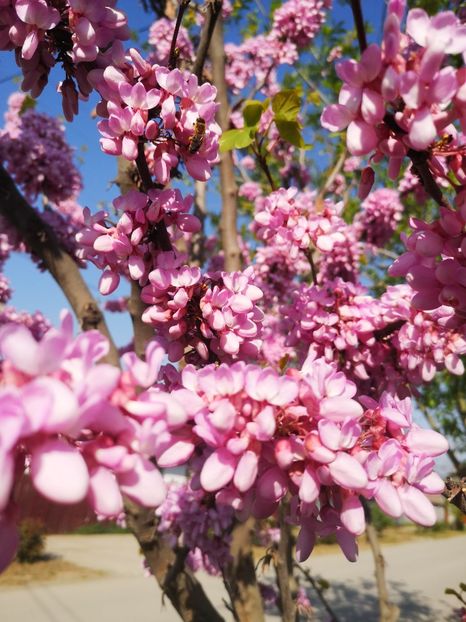 cercis - arbori ornamentali 2024