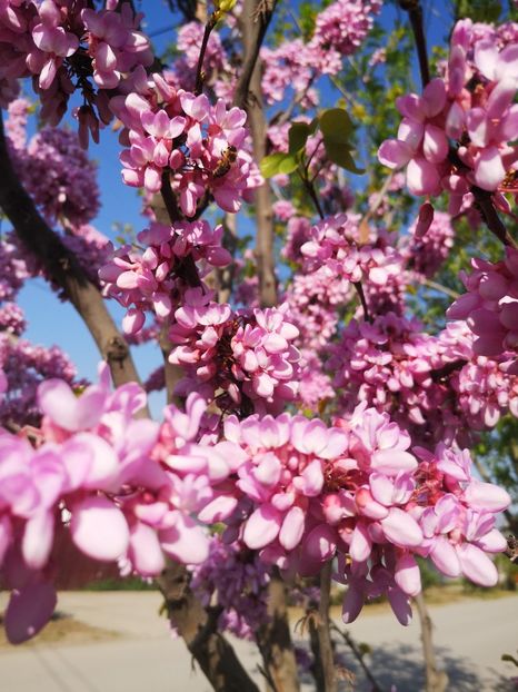  - arbori ornamentali 2024