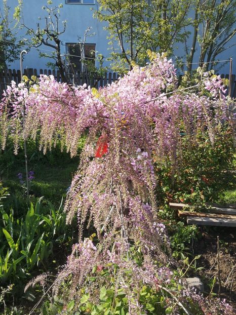  - arbori ornamentali 2024