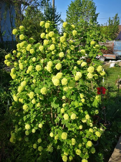 Boule de neige - arbori ornamentali 2024