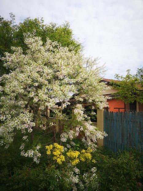  - arbori ornamentali 2024