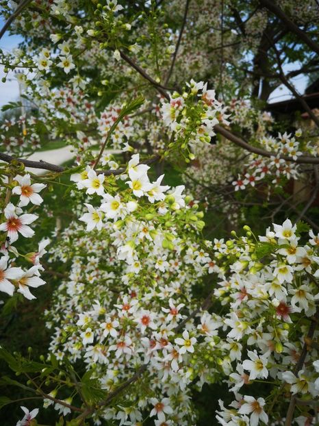  - arbori ornamentali 2024
