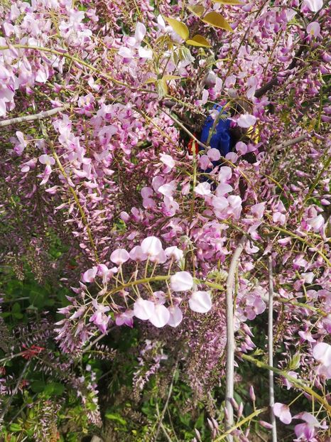 wisteria roz floribunda Honbeni - arbori ornamentali 2024