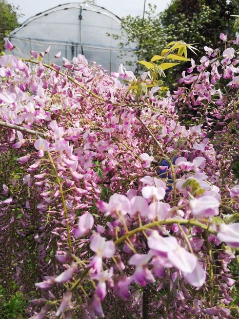  - arbori ornamentali 2024